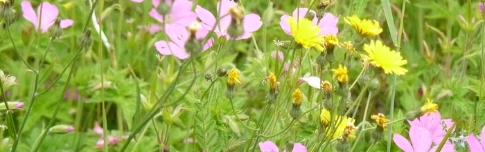 Wild flowers